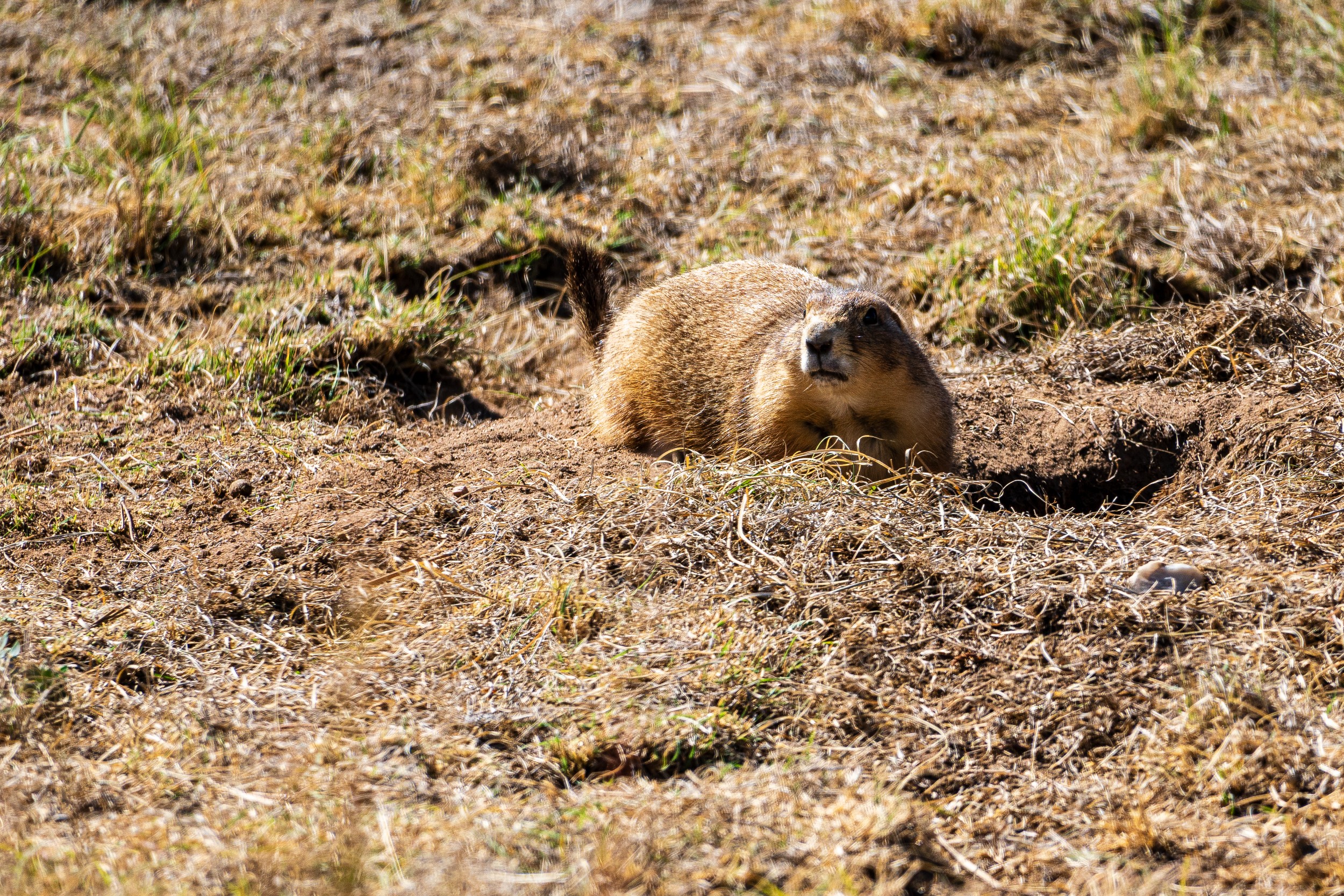 USA 2024 5 Sterne 141